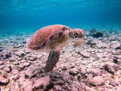 A picture of a Logger head turtle in Grand Cayman